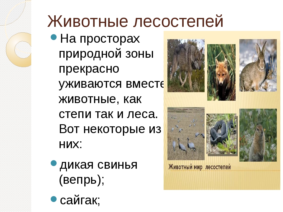 Животные лесостепной зоны. Зона лесостепей и степей животные. Животные лесостепи в России. Типичные животные лесостепи. Зона лесостепи растения и животные