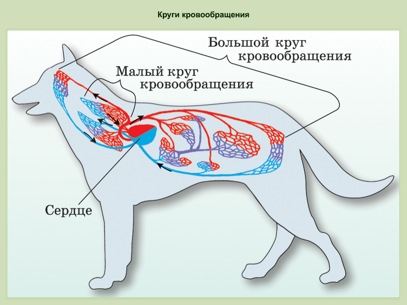 Кровеносная система млекопитающих большой круг кровообращения. Кровеносная система млекопитающих 7 класс биология. Круги кровообращения животных схема. Кровеносная система млекопитающих схема.