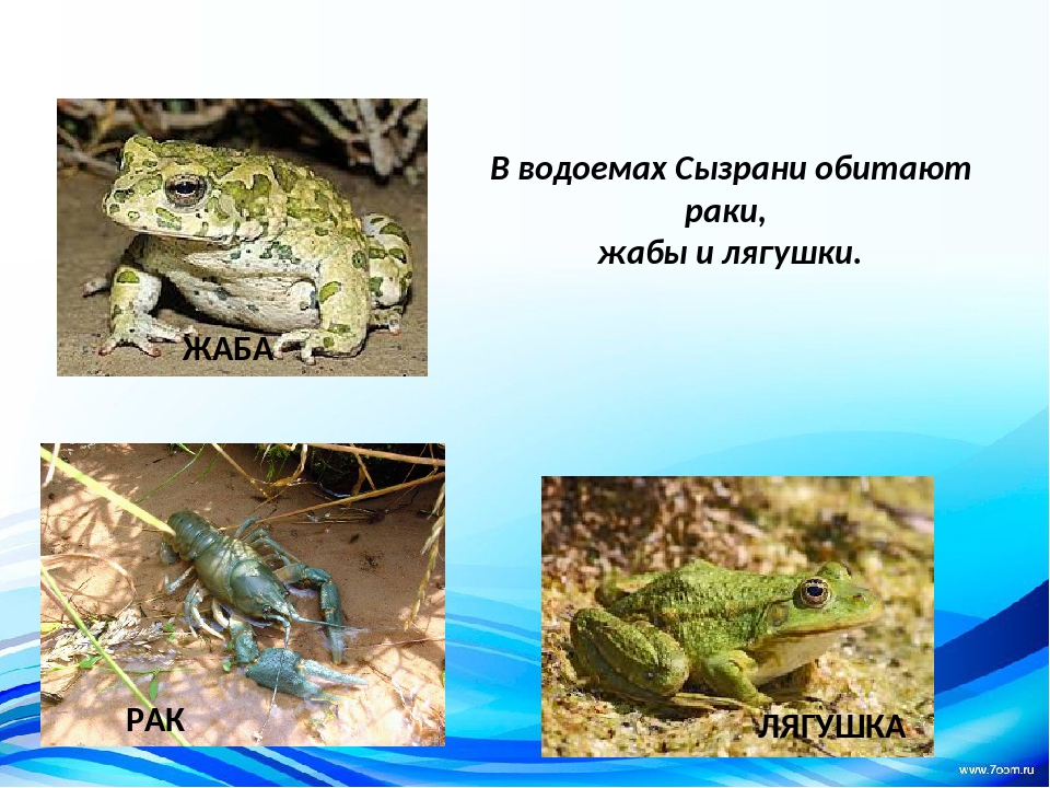 Лягушка 2 класс. Сходство лягушки и Жабы. Сходство лягушки и Жабы окружающий мир. Чем отличается жаба от лягушки. Между жабами и лягушками 2 класс.