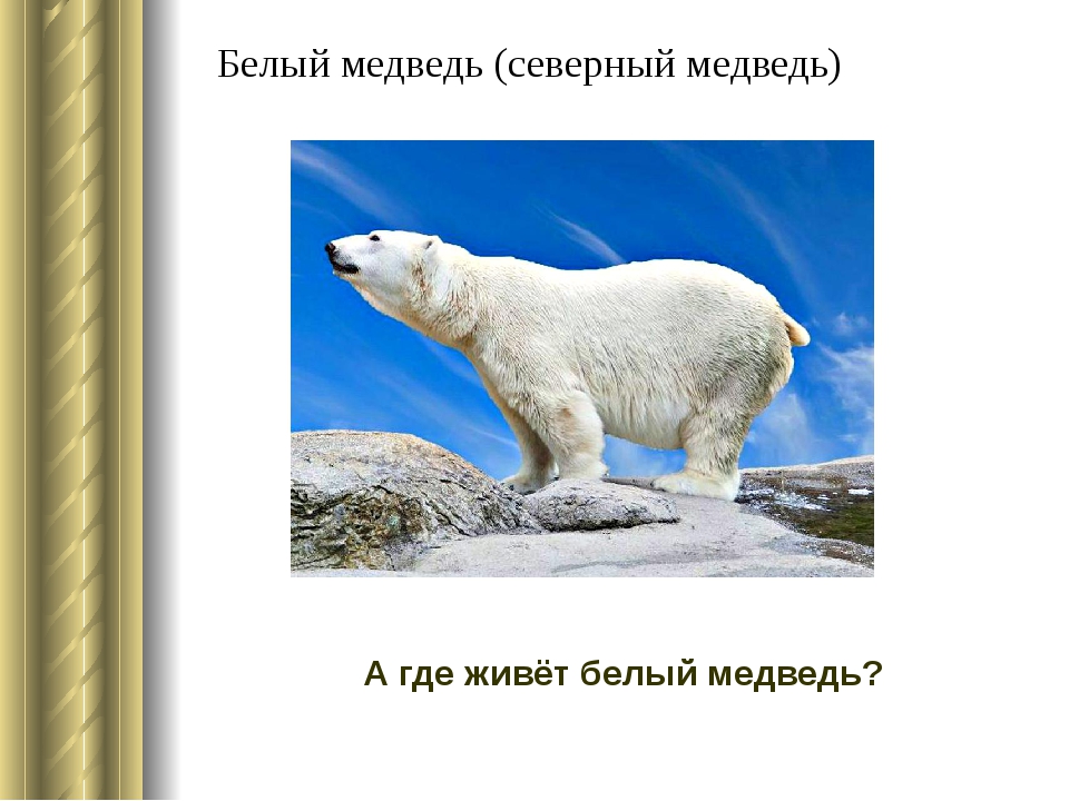 Белый медведь где обитает на каком. Белый медведь обитает в России. Где живут белые медведи. Северный медведь. Белые медведи живут.