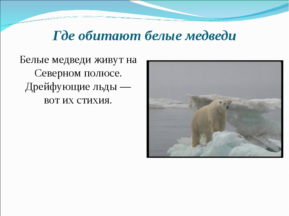 Куда бел. Зона обитания белого медведя. Где живут белые медведи в какой стране. Где обитают белые медведи в России. Где обитает белый медведь.