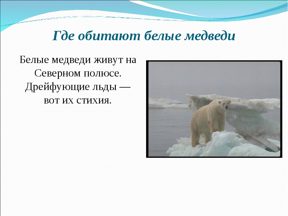 На каком полюсе находятся белые медведи. Зона обитания белого медведя. Где живут белые медведи в какой стране. Где обитают белые медведи в России. Где обитает белый медведь.