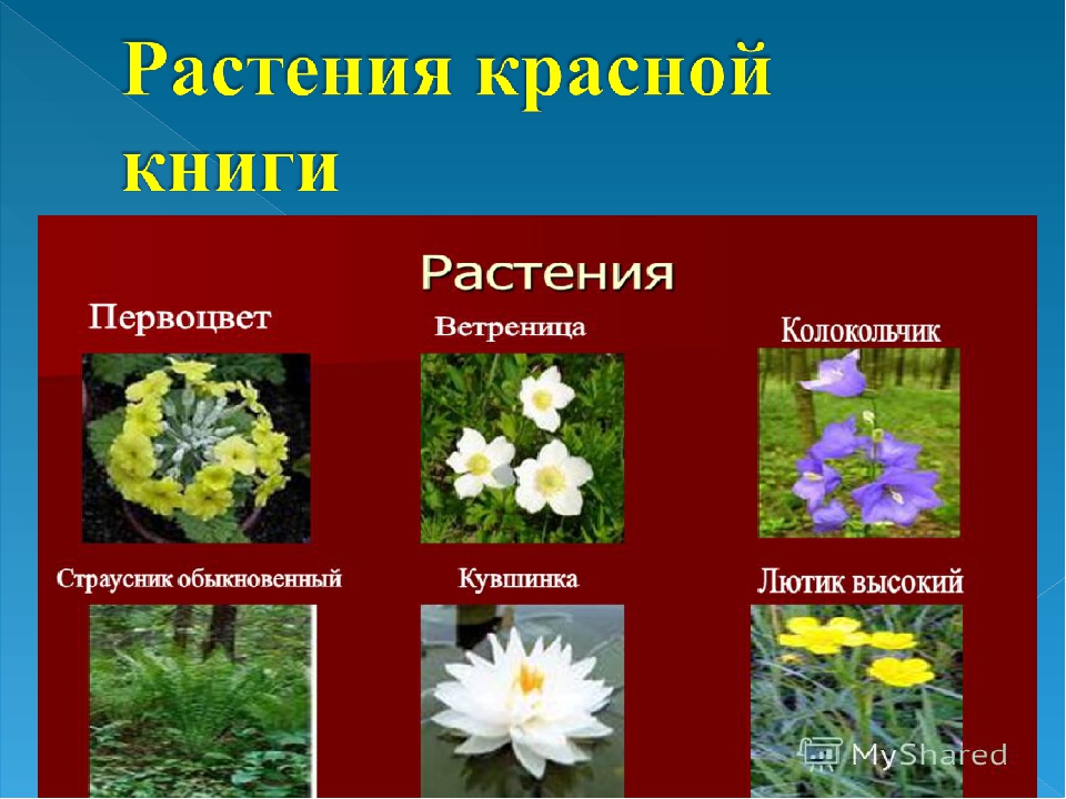 Проект растения красной книги