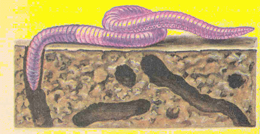 Малощетинковые кольчатые черви. Кольчатые черви дождевой червь. Кольчатые черви Малощетинковые черви. Первые кольчатые черви