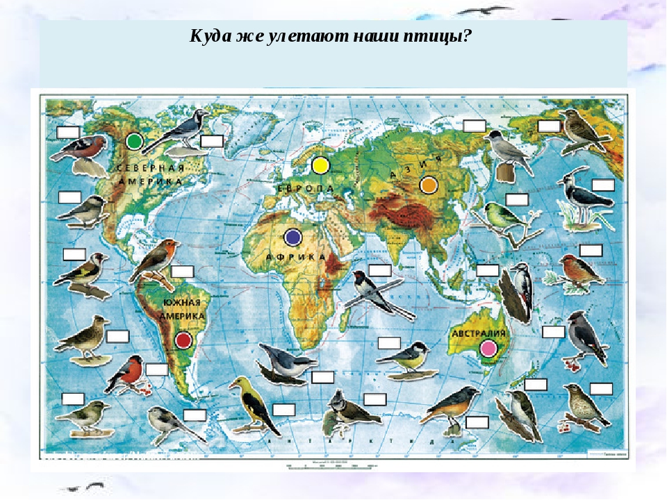 Куда улетают. Карта зимовки перелетных птиц. Карта мира перелетных птиц. Карта перелетных птиц для детей. Карта миграции птиц.