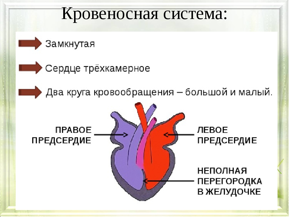 Камеры сердца у рептилий. Строение сердца пресмыкающихся. Неполная перегородка в желудочке сердца у рептилий. У земноводных трехкамерное сердце с неполной перегородкой. Трехкамерное сердце пресмыкающихся.