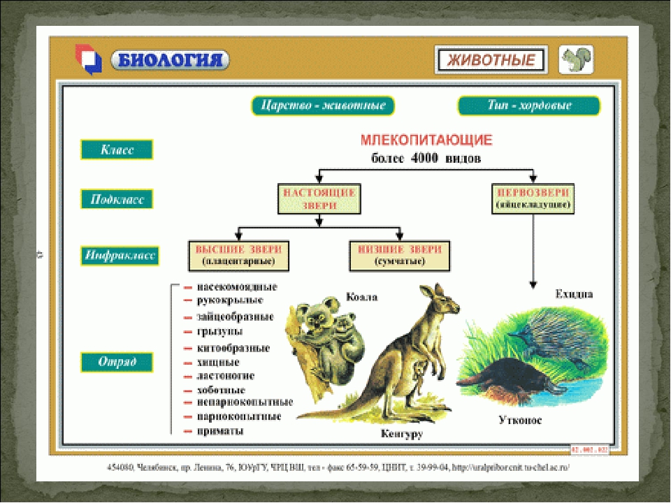 Звери биология 7 класс. Класс млекопитающие животные. Биологическая систематика млекопитающих. Систематика млекопитающих схема. Класс млекопитающие схема.