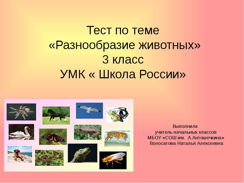 Презентация разнообразия животных 3 класс. Разнообразие животных. Проект на тему разнообразие животных. Разнообразие животных 3. Разнообразие животных 3 класс презентация.