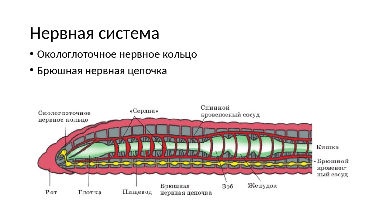 Какую функцию выполняет брюшная нервная цепочка. Круглые черви строение нервной системы. Окологлоточное нервное кольцо у круглых червей. Нервная система с окологлоточным нервным кольцом. Нервная система круглых червей 7 класс.