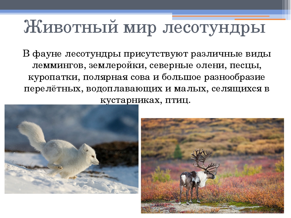 Северный олень приспособленность к среде обитания