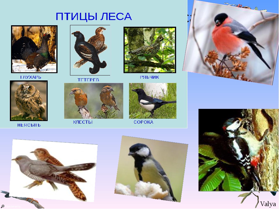 К птицам леса относятся. Экологические группы птиц Лесные птицы. Экологическая группа птицы леса. Птицы леса представители. Птицы Лесной зоны России.