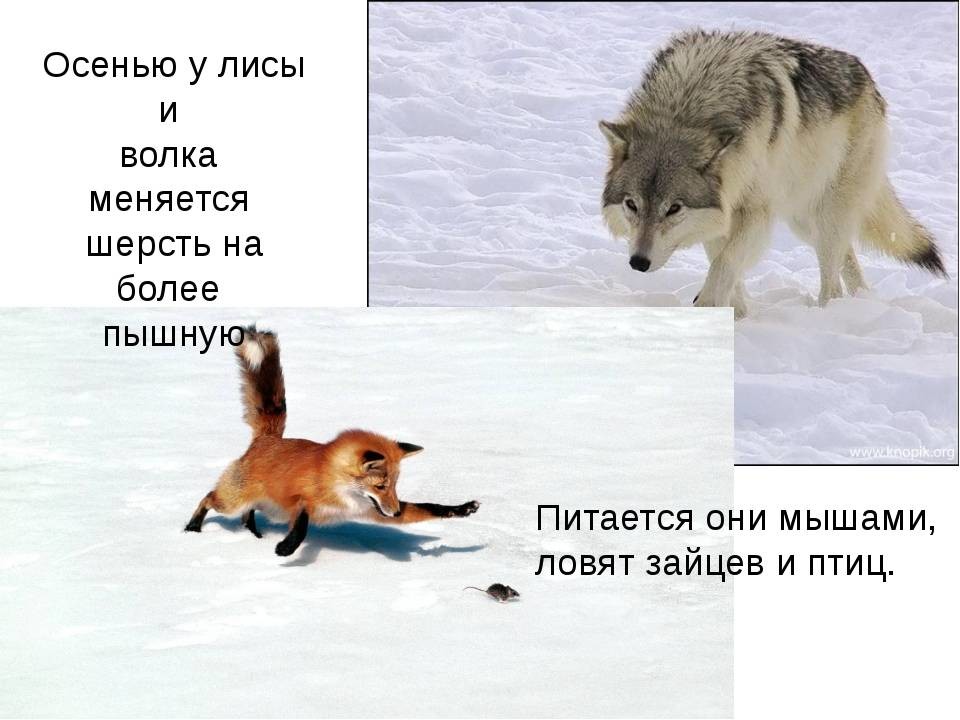 Лиса провела волка. Волк и лиса. Лисица зимой и летом. Волк и лиса зимой. Волк зимой и летом.