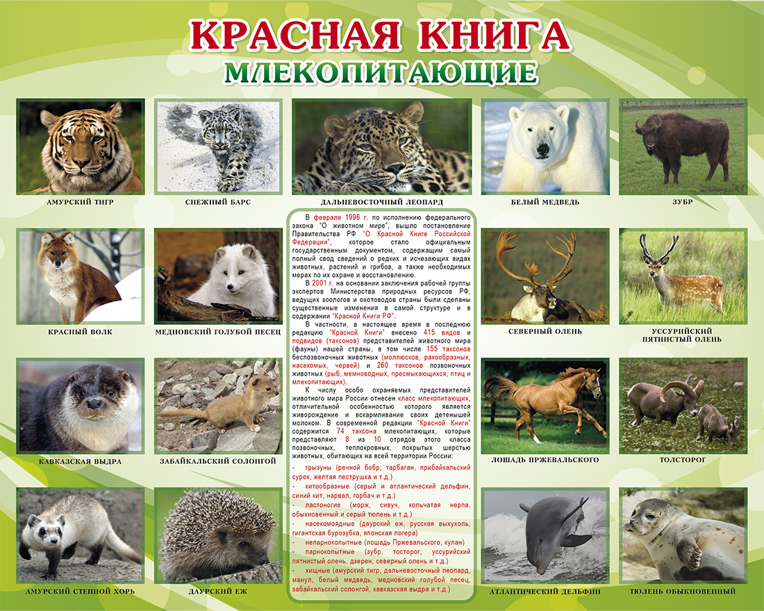 Животные фото и название и описание