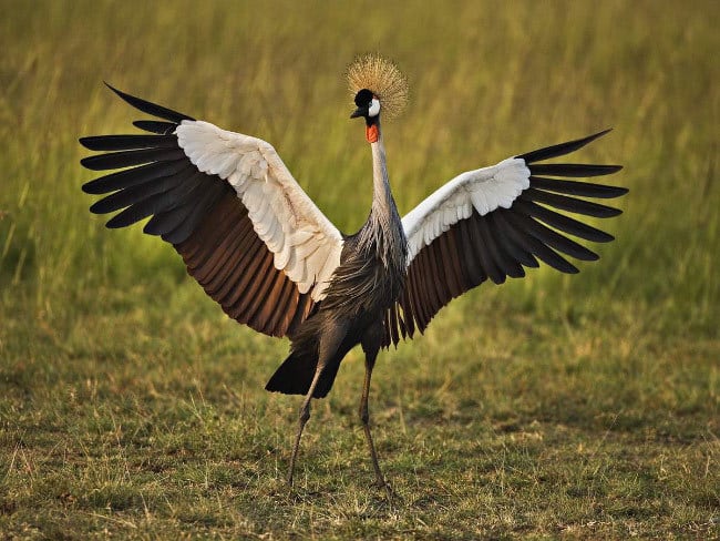 Топ-10 самых больших птиц в мире (+Фото)