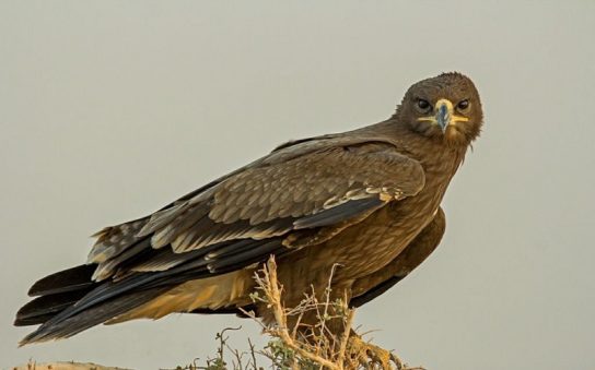 Степной орел Aquila nipalensis