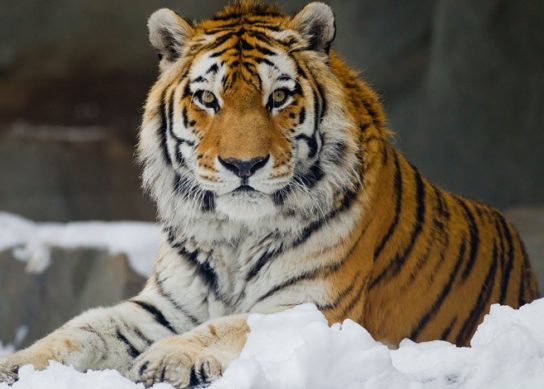 amurskiy-tigr