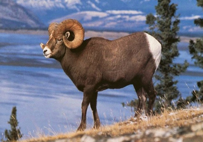 Алтайский горный баран