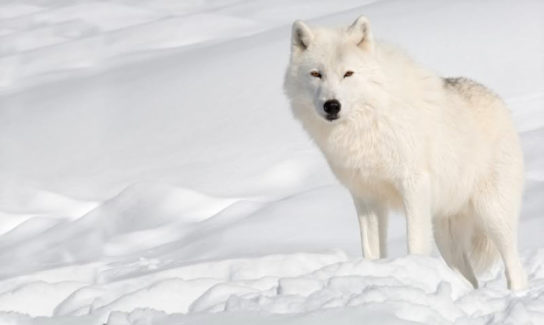 как выглядит полярный волк