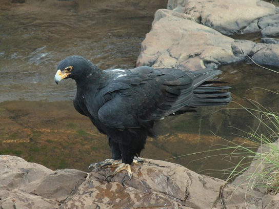 Кафрский орел Aquila verreauxii