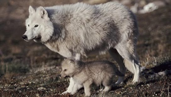 Полярный волк с щенком