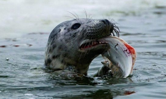 Чем питаются тюлени