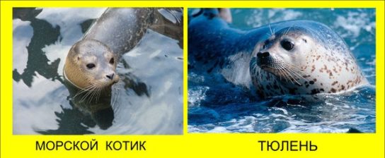 Чем тюлени отличаются от котиков