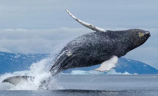 Гренландский кит - фото