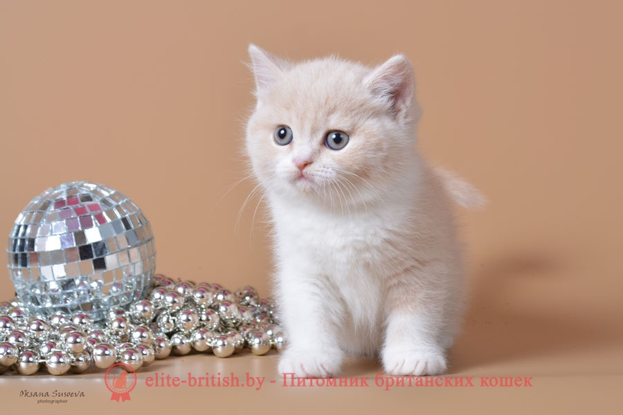биколор британская кошка, кот британский биколор, британский котенок биколор, голубой биколор британец, биколор британец, британские котята биколор фото, британцы биколор фото