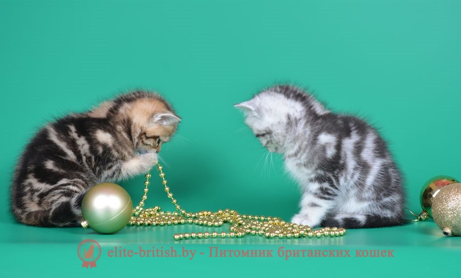 Окрасы будущих котят от вязок производителей серебристых и золотых окрасов