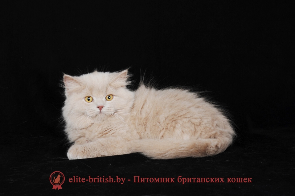 британская длинношерстная кошка фото, британская длинношерстная кошка, длинношерстные британцы фото, британские длинношерстные котята, британский длинношерстный кот, британские длинношерстные коты фото, длинношерстный британец, ританская длинношерстная кошка цена, британская длинношерстная кошка купить, британская длинношерстная кошка характер, куплю британского длинношерстного котенка, британский котенок длинношерстный фото, кот британец длинношерстный фото, породы кошек британская длинношерстная, британская длинношерстная кошка окрасы, британская вислоухая длинношерстная кошка фото, порода кошек британская длинношерстная фото, британец длинношерстный цена, длинношерстные британцы купить, британцы длинношерстные уход, британские длинношерстные кошки уход, британские кошки вислоухие длинношерстные, британская длинношерстная кошка черная, кот британец длинношерстный, котята британцы длинношерстные 