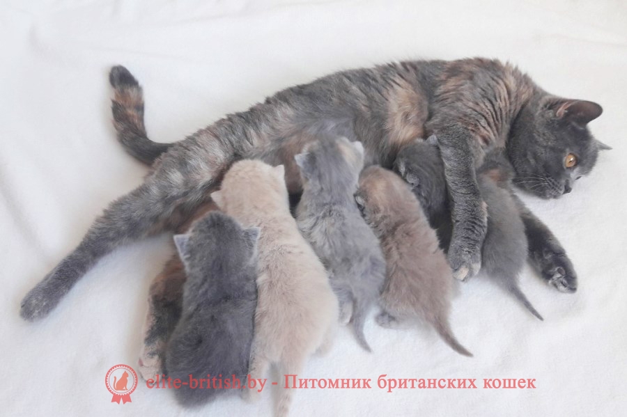 новорожденные котята, новорожденный котенок, новорожденный котенок фото, новорождённые котята фото, новорожденные шотландские котята, фото новорожденных вислоухих котят, новорожденные британские котята, новорожденный британский котенок, новорожденные котята британцы, развитие новорожденного котенка, развитие новорожденных котят, yjdjhj;ltyyst rjnznf, yjdjhj;ltyysq rjntyjr, yjdjhj;ltyysq rjntyjr ajnj, yjdjhj;ltyyst rjnznf ajnj, yjdjhj;ltyyst ijnkfylcrbt rjnznf, ajnj yjdjhj;ltyys[ dbckje[b[ rjnzn, yjdjhj;ltyyst ,hbnfycrbt rjnznf, yjdjhj;ltyysq ,hbnfycrbq rjntyjr
