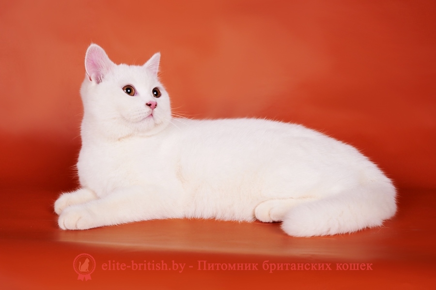 британские кошки с желтыми глазами, британский серый кот с желтыми глазами, кот серый британец вислоухий оранжевые глаза, британские котята лилового окраса с оранжевыми глазами, кот британский черный с желтыми глазами, белый британский кот с желтыми глазами
