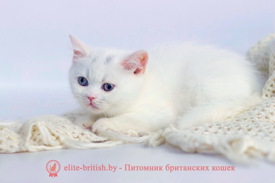 британская кошка с голубыми глазами, британская кошка белая с голубыми глазами, британская шиншилла кошка цена с голубыми глазами, британский кот с голубыми глазами, британская кошка с голубыми глазами фото, голубоглазый британский кот, британская кошка вислоухая фото с голубыми глазами, британские котята с голубыми глазами, голубоглазый британец кот, британская голубоглазая кошка, британская короткошерстная кошка белая с голубыми глазами, белая британская кошка с голубыми глазами цена, британская кошка фото голубая синеглазая, имя котенку мальчику британцу с голубыми глазами, британский котенок белый с голубыми глазами, британский котенок с голубыми глазами купить, британская короткошерстная кошка с голубыми глазами