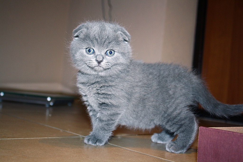Цвета вислоухих кошек. Шотландская вислоухая кошка голубая. Шотландский вислоухий кот голубой. Скоттиш фолд голубой. Скоттиш фолд котята серые.
