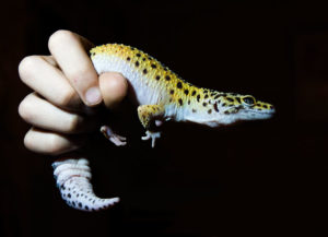 Леопардовый геккон с вторичным хвостом