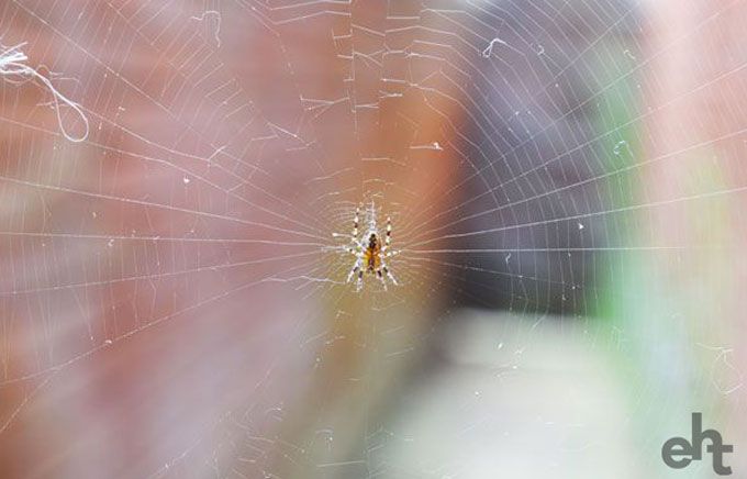 spider web with small spider