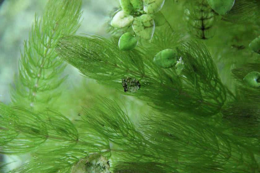 Когда появились водоросли. Шелковица водоросль нитчатка. Зелёные водоросли. Зеленые водоросли в аквариуме. Зеленые точечные водоросли в аквариуме.
