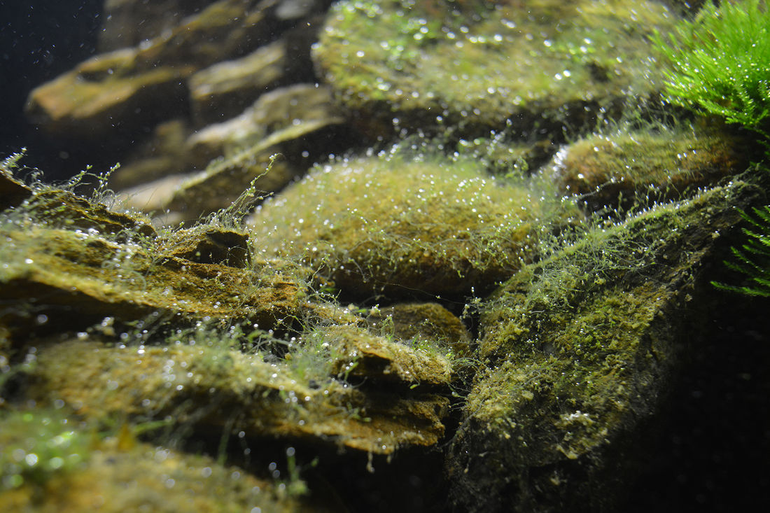 Черный грибок в аквариуме на стенках