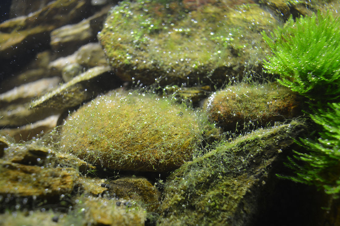 Почему на стенках аквариума. Водоросли нитчатка. Мох риччия. Trichodesmium Erythraeum водоросли. Водоросль Эдогониум.