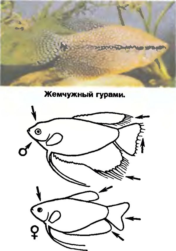 Самка гоняет самца. Гурами Жемчужная аквариумная рыбка. Гурами жемчужный самец и самка. Рыбка гурами мраморный самка и самец. Гурами самец и самка.