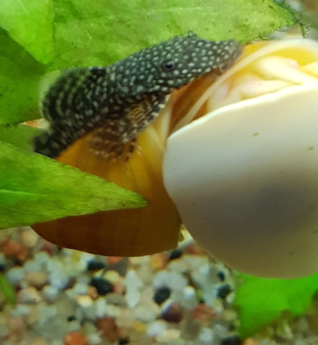 Как выглядят яйца улиток в аквариуме фото