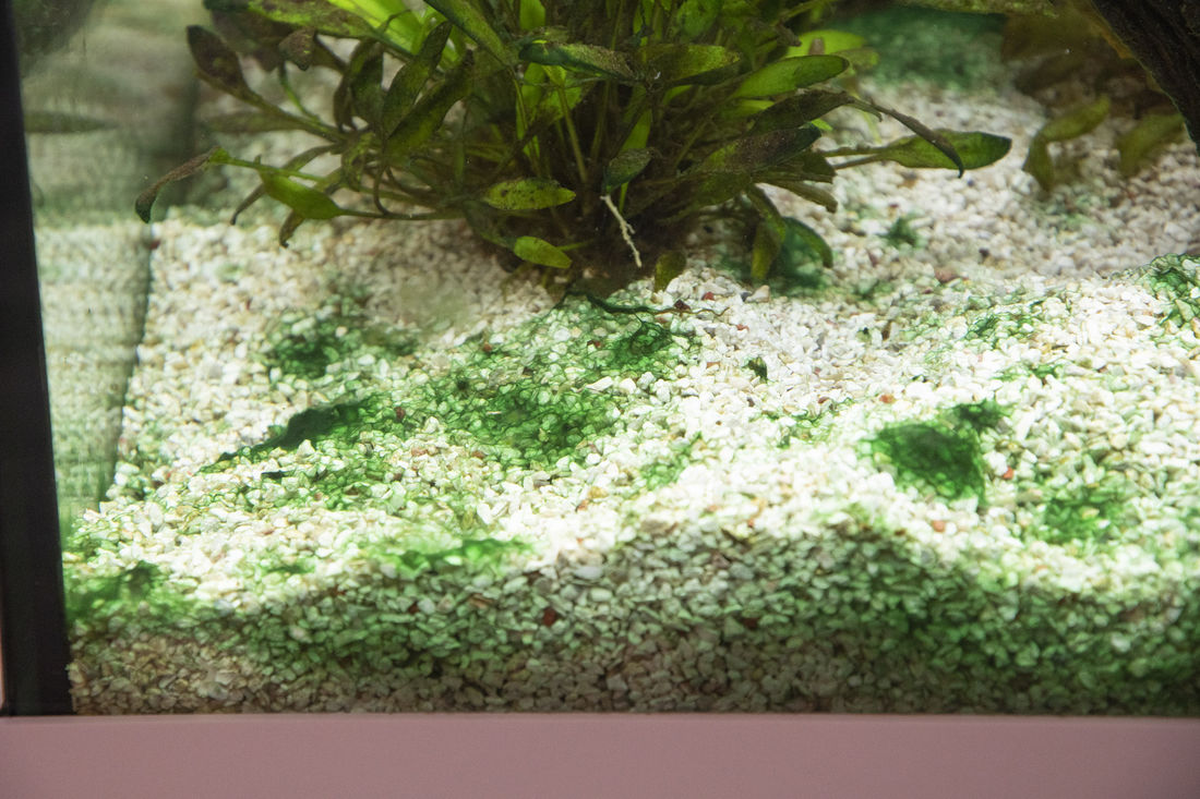 Почему аквариум покрылся. Водоросль Ксенококус. Анубиас Ксенококус. Налет на аквариуме. Зеленые водоросли в аквариуме.