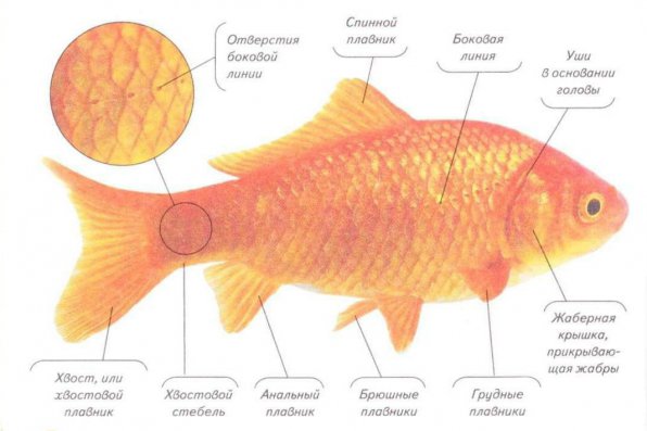 Как определить пол золотой рыбки