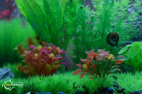 Пластиковые растения для аквариума