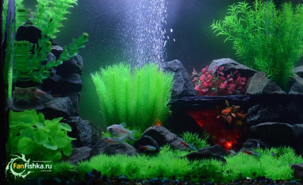 Искусственные аквариумные растения&nbsp;оформление