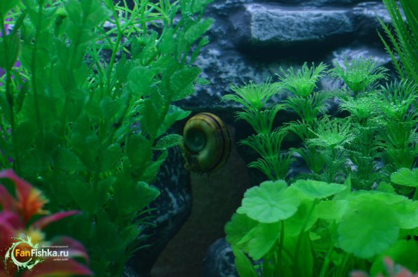 Искусственные растения в&nbsp;аквариуме