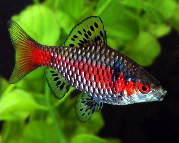 Разведение и размножение барбусов