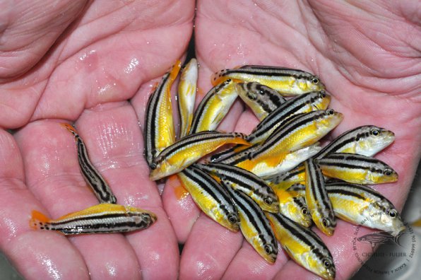 Меланохромис ауратус