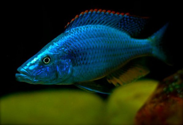 Димидиохромис компрессицепс - хищная аквариумная рыба