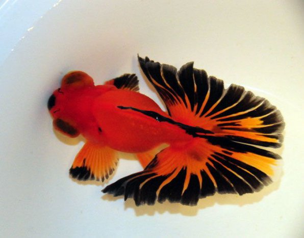 Бабочка золотая рыбка фото